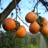 Persimmon u predgrađima i središnjoj rusiji: uzgoj, uzgoj, sorte, recenzije